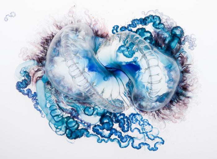 Фотографии опасной медузы как порыв творчества боевого офицера