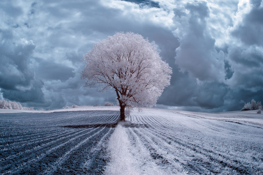 деревья в снегу, фото, природа, Польша-1