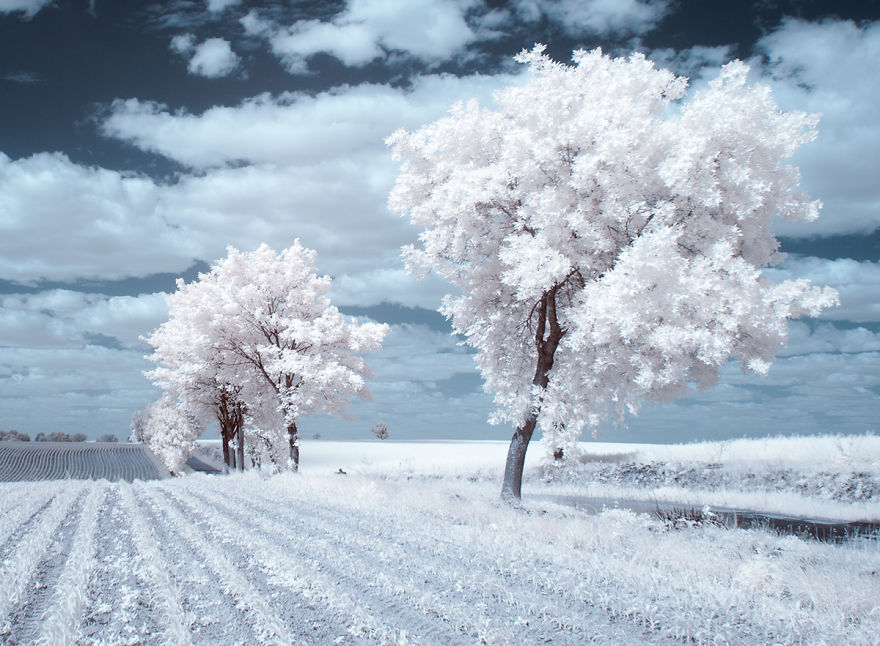 деревья в снегу, фото, природа, Польша-7