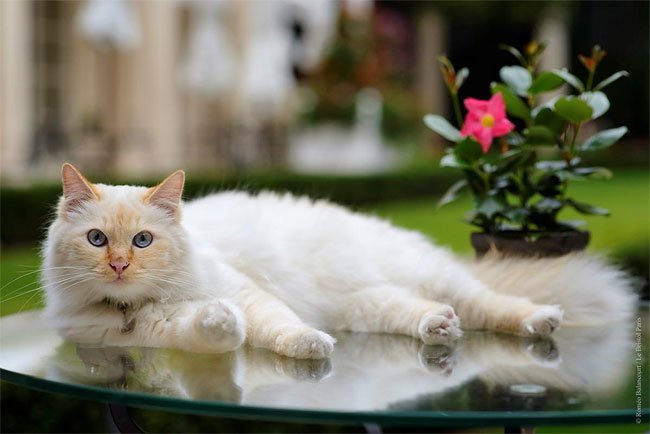бирманская кошка, фото кошек, порода кошек-8