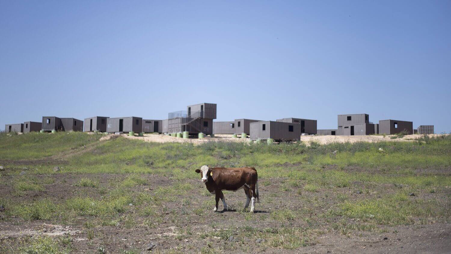 Корова пасется на военном полигоне.