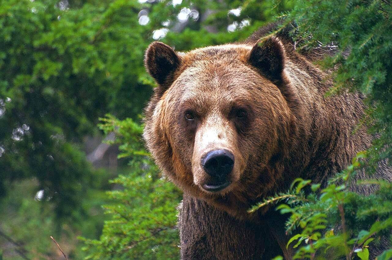 интересные факты о медведе