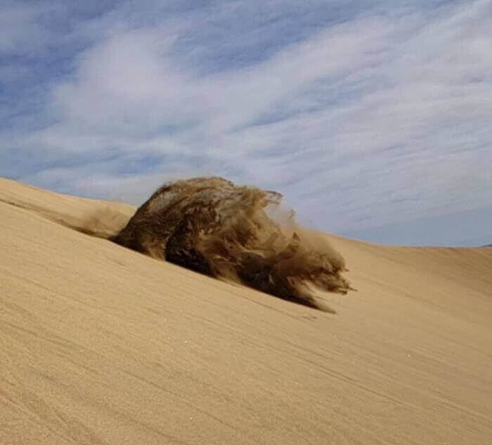 Упав в пустыне, я создал песчаного медведя