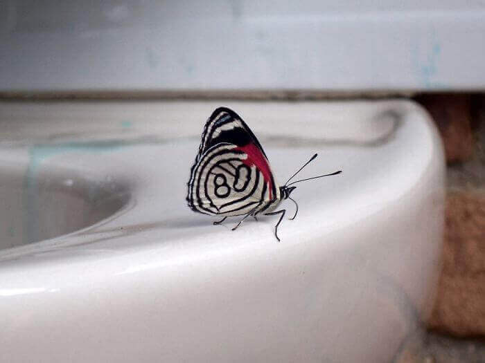 На крыльях бабочки нарисовано число