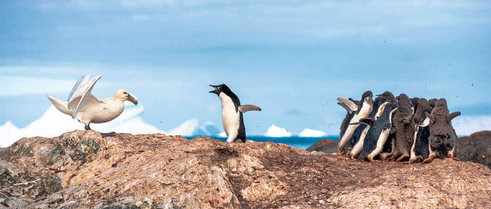 Пингвин Адели пытается отогнать гигантского буревестника
