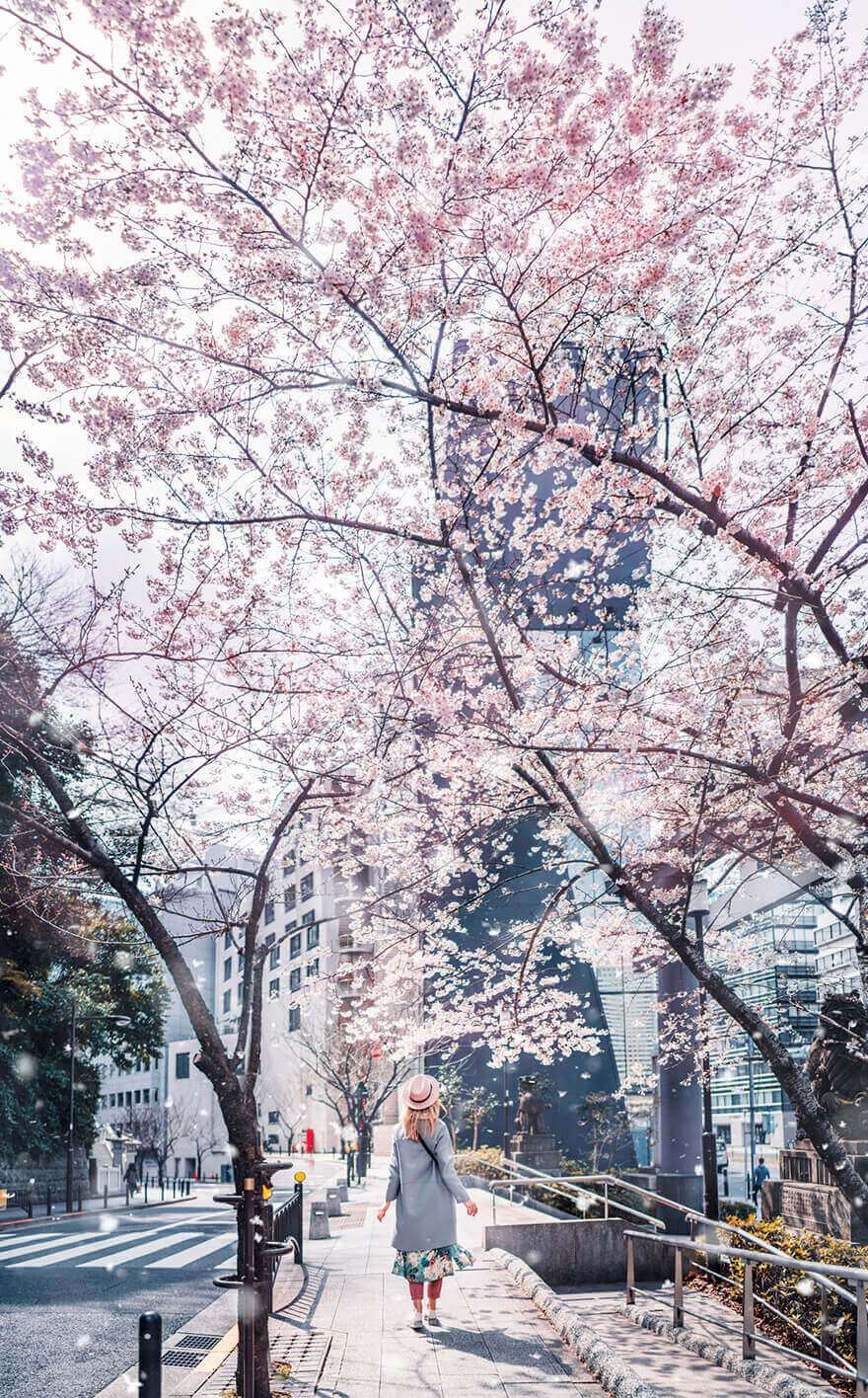 Цветение сакуры в Японии, Токио, Асакуса 
