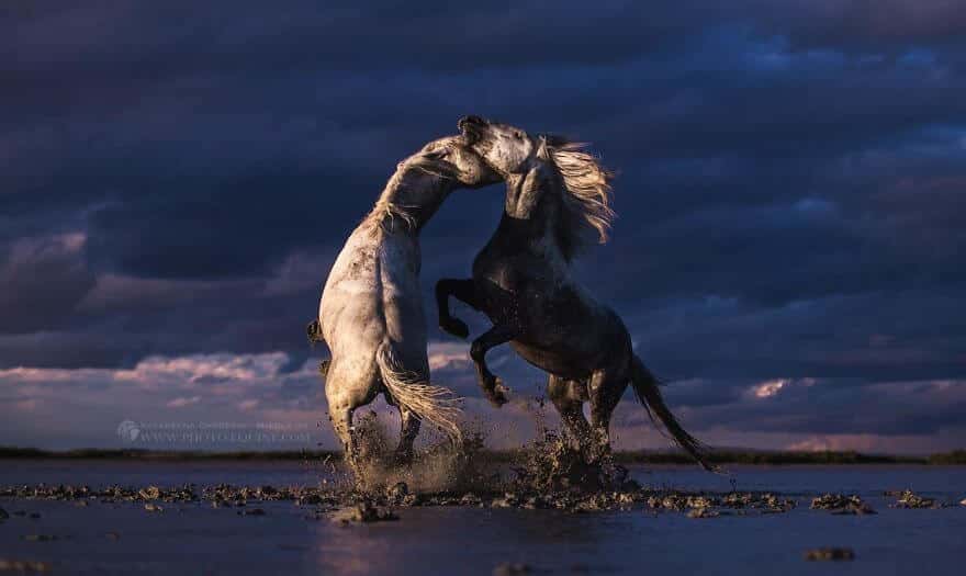 фотографий лошадей, скачущих по волнам океана, фото 1