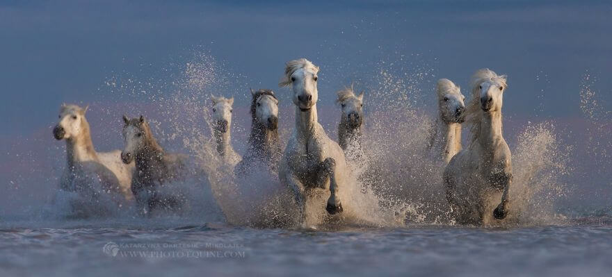 фотографий лошадей, скачущих по волнам океана, фото 2