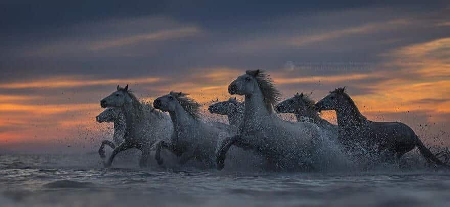 фотографий лошадей, скачущих по волнам океана, фото 4