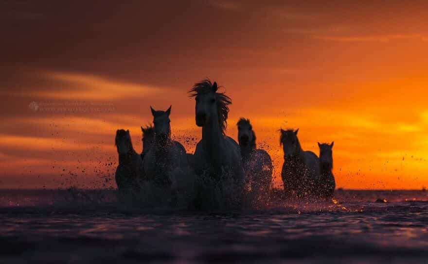 фотографий лошадей, скачущих по волнам океана, фото 6