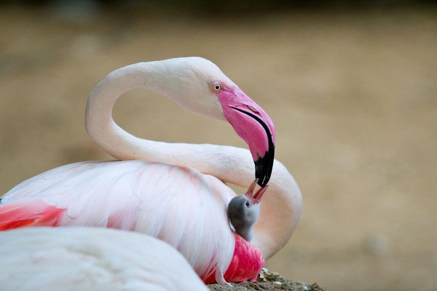 птица розовый фламинго, фото 12