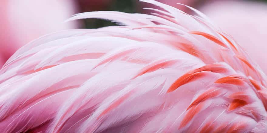 птица розовый фламинго, фото 21