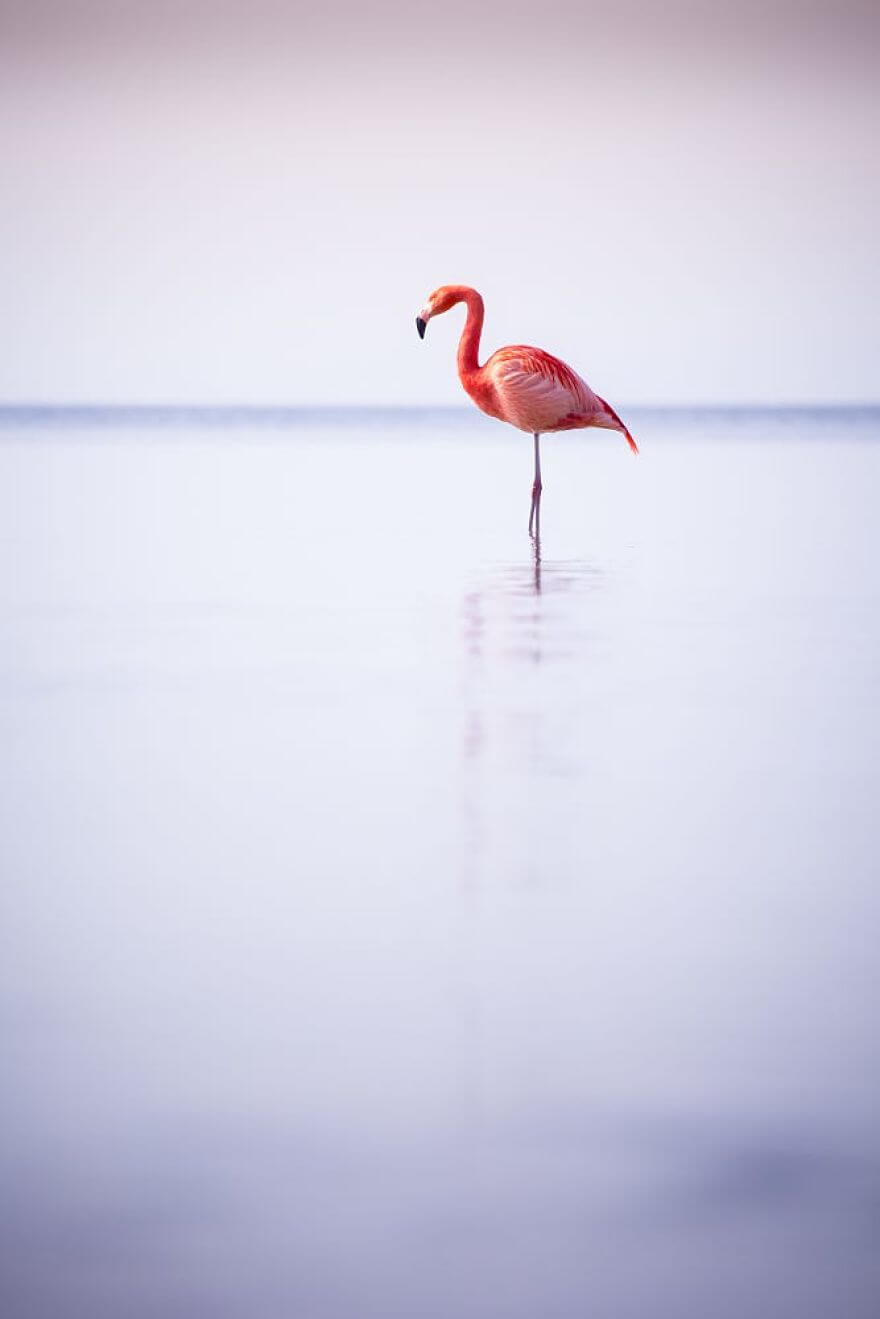 птица розовый фламинго, фото 33