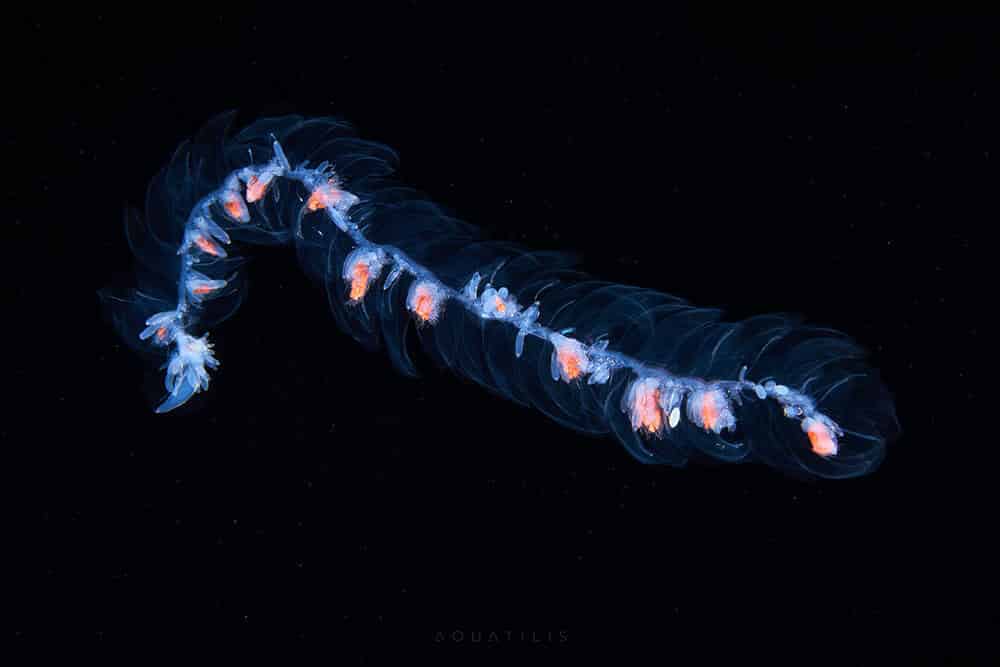 снимки удивительных существ из глубин мирового океана, фото 4