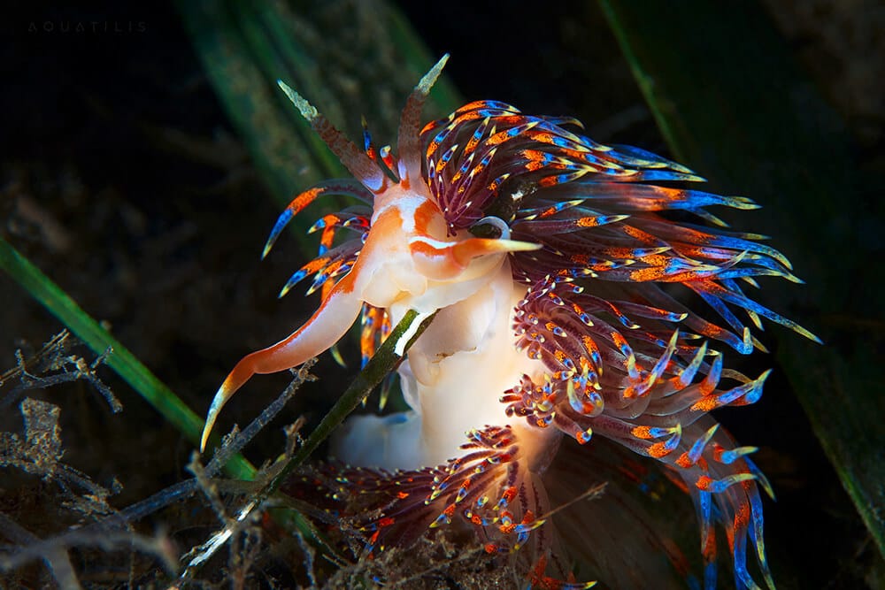 снимки удивительных существ из глубин мирового океана, фото 7