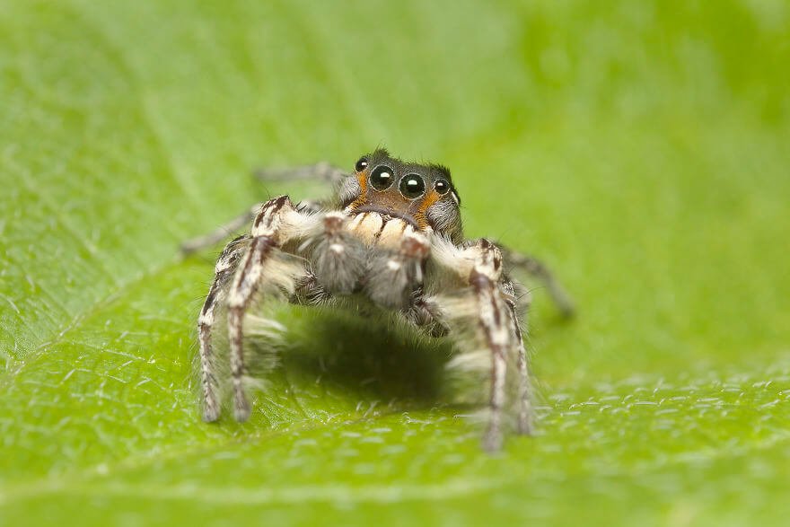 Паук-попрыгунчик (самец ), фотографий насекомых и пауков