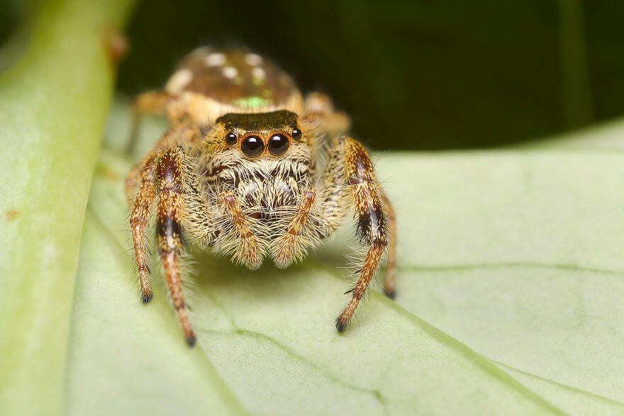 Паук-попрыгунчик (самка), фотографий насекомых и пауков