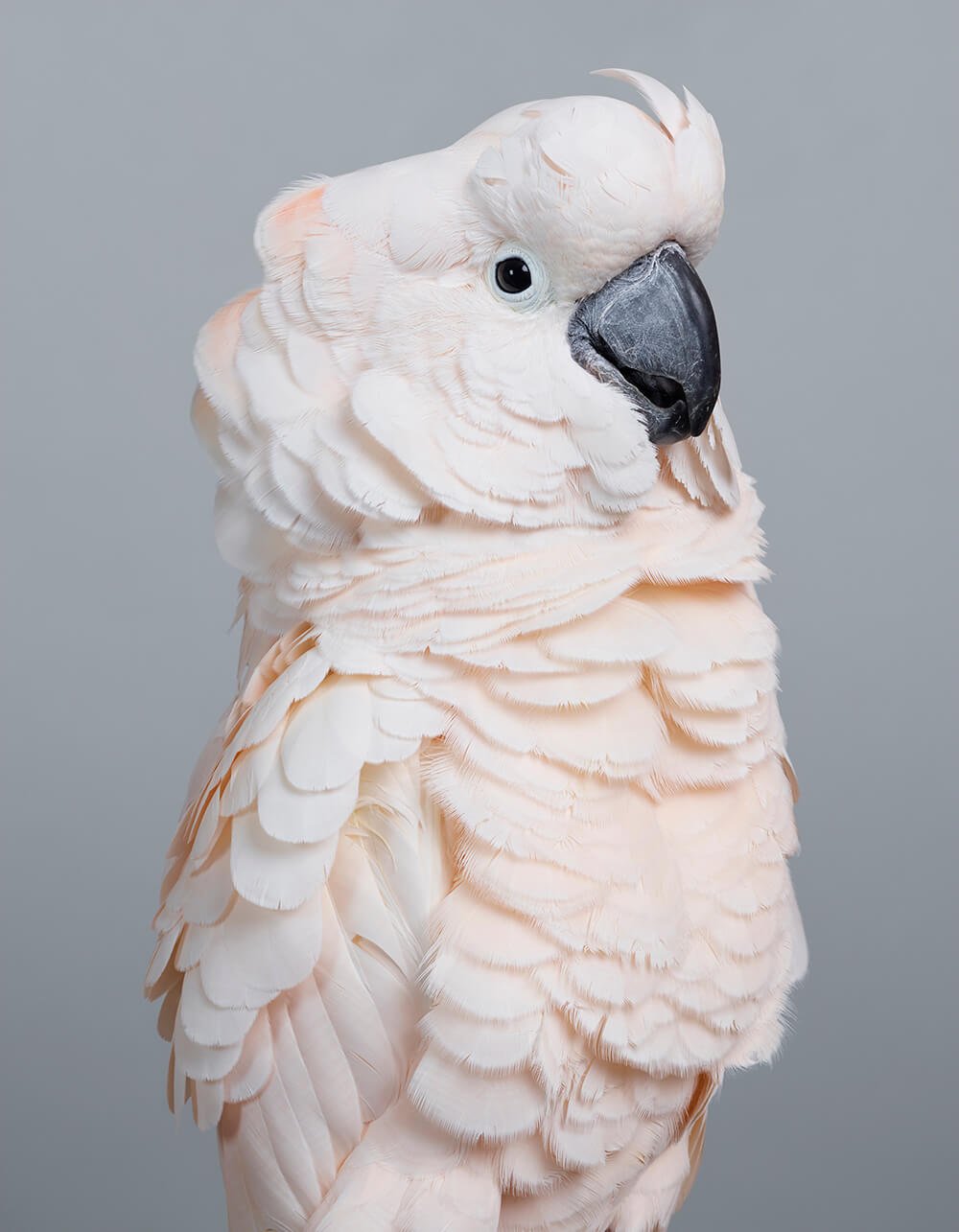 портреты пернатых, личность изображенной птицы, фото 2