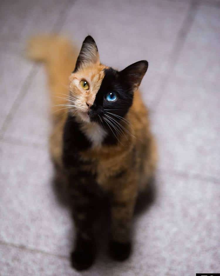 Кошка химера, фото 3